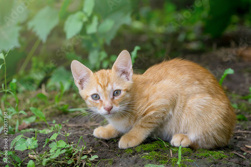 Orange young cat play in front of vineyard