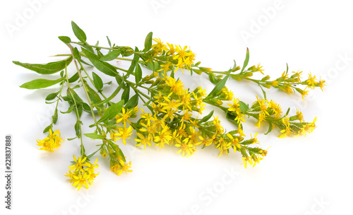 Photos Solidago virgaurea or European goldenrod or woundwort. Isolated