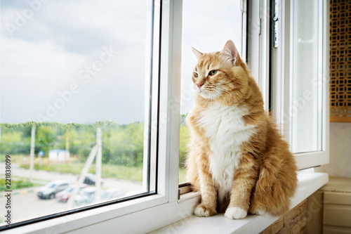 Foto red with white long-haired fat cat sitting on the windowsill