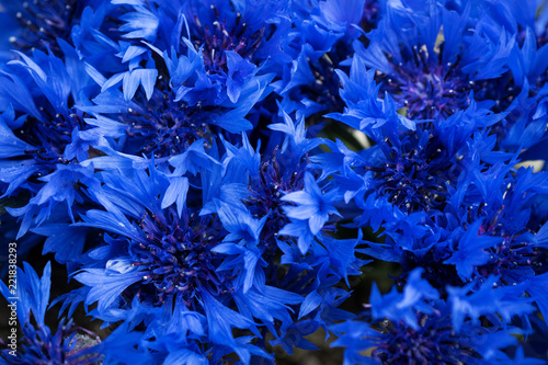 bouquet of cornflowers closeup. cornflower blue background. texture