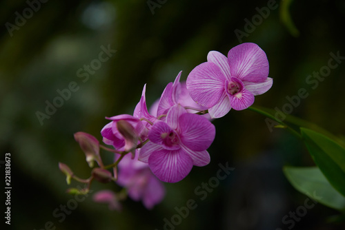 Beautiful purple orchids on the tree