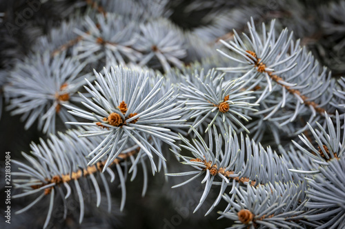 Silvery needles of Picea pungens Hoopsii as background. Close-up in natural sunligh. Nature concept for design photo