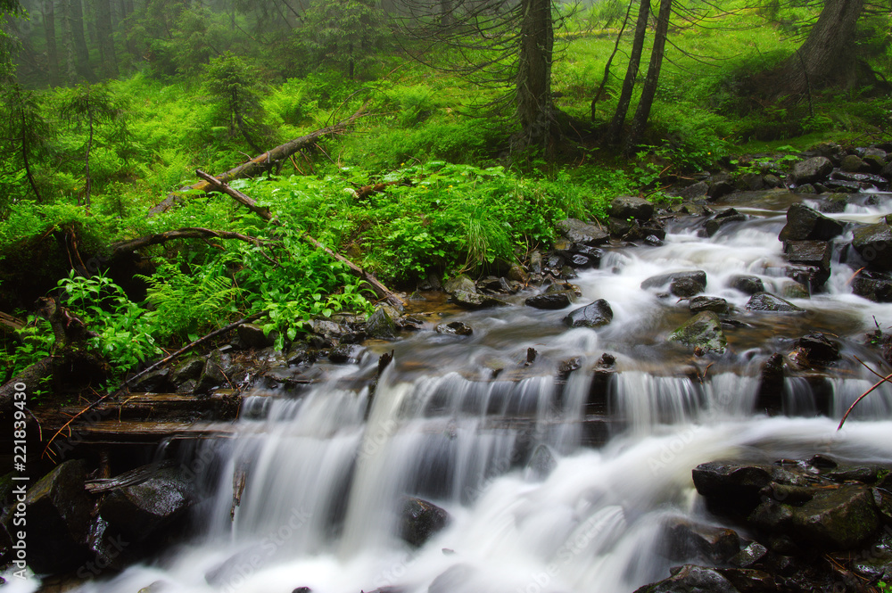 River in the woods