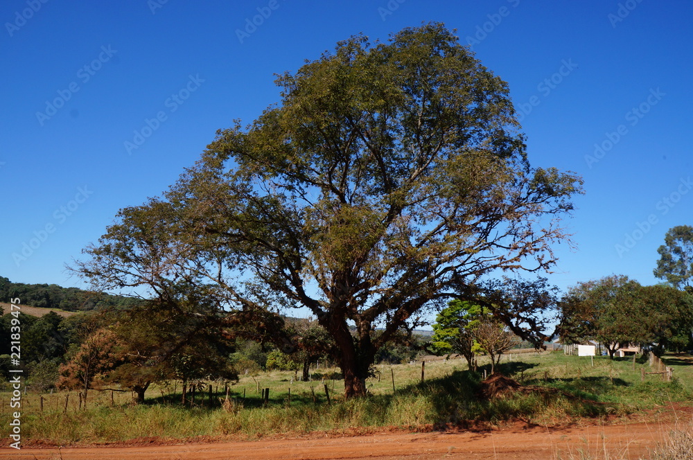 Árvore grande e sozinha do interior de São Paulo 003ASFS