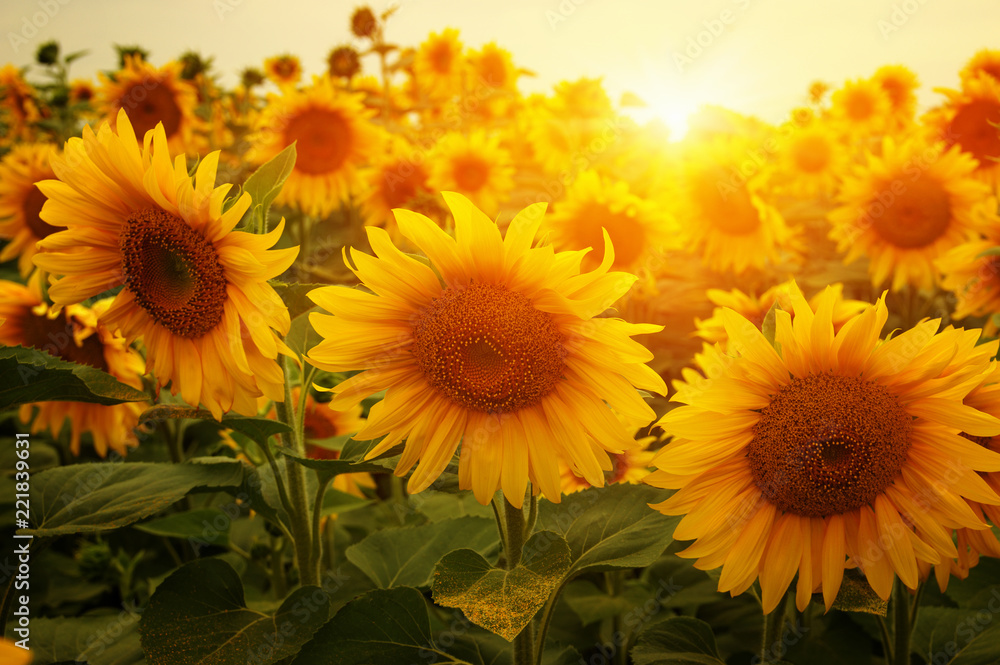 Fototapeta premium sunflowers and sun