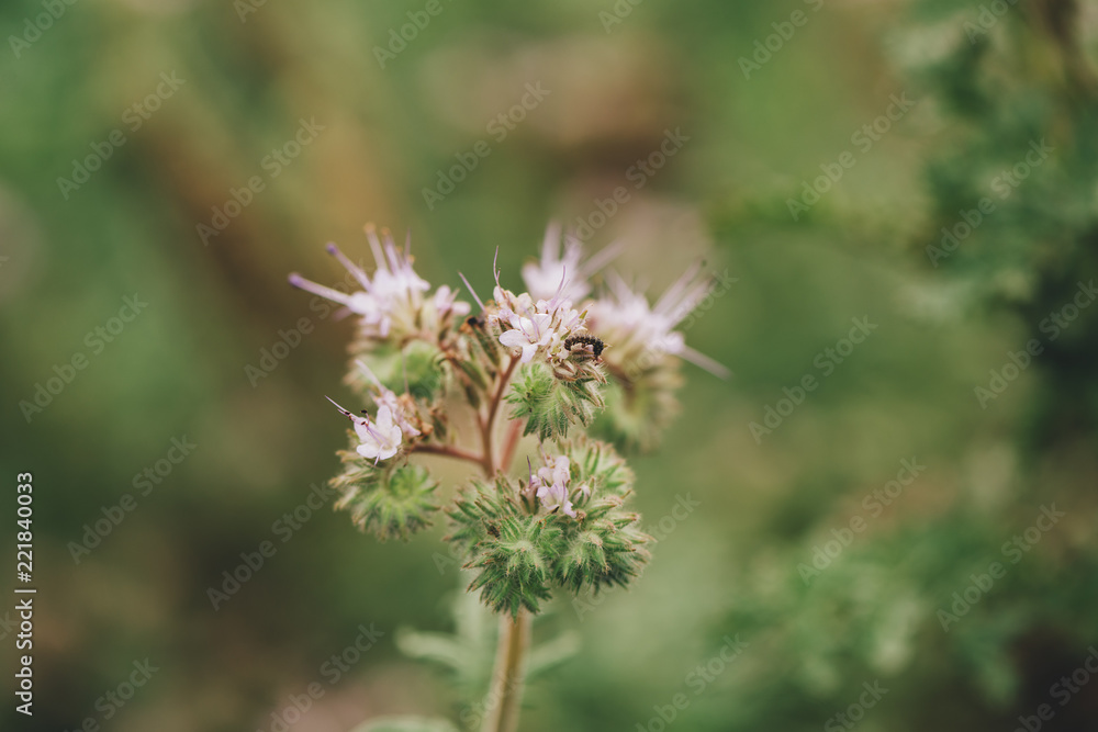 Phacelia tanacetifolia blooming in field Phacelia tanacetifolia blooming in field
