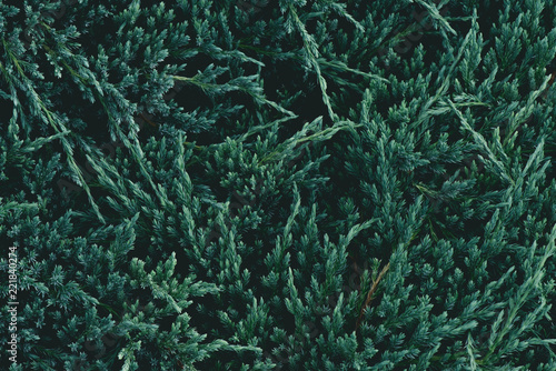 Fototapeta Naklejka Na Ścianę i Meble -  full frame shot of green fir branches for background