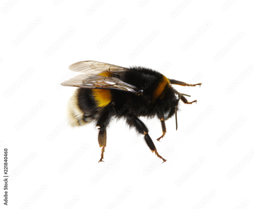 bumblebee on the white bumblebee on the white