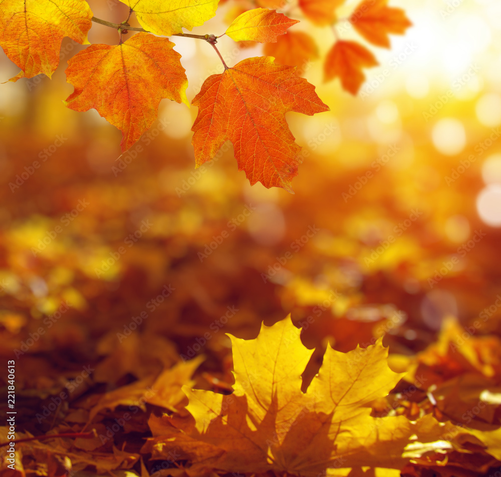 Fototapeta premium autumn background with maple leaves