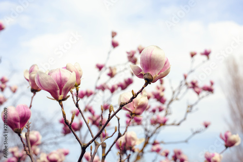 Beautiful spring flowers © frimufilms