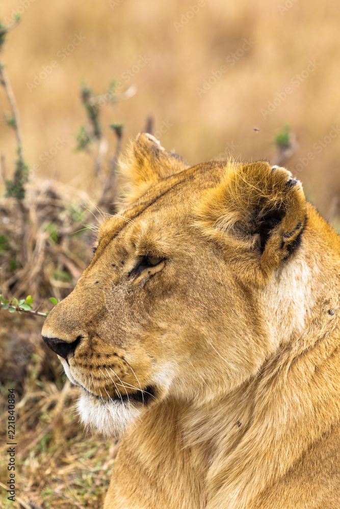 Naklejka premium Portrait of the Queen of Savannah from Africa. Masai Mara, Kenya
