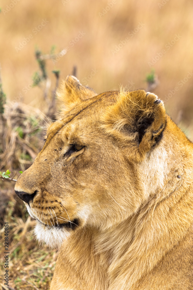 Naklejka premium Portrait of the Queen of Savannah from Masai Mara. Kenya, Africa