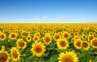 Wandcirkels Zonnebloem Zonnebloemenveld onder heldere hemel  © Alekss