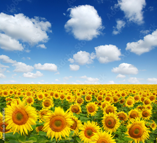 Fototapeta Naklejka Na Ścianę i Meble -  sunflowers field on sky