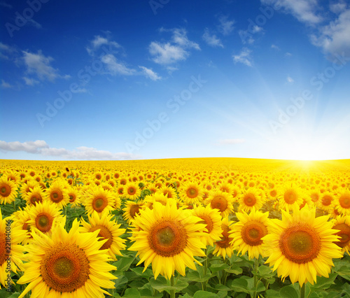 field of sunflowers