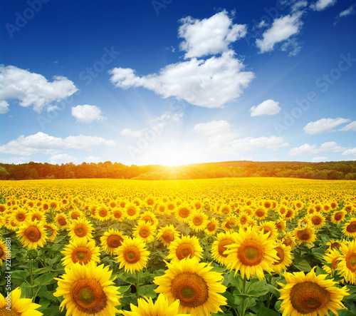 Fototapeta Naklejka Na Ścianę i Meble -  field of sunflowers