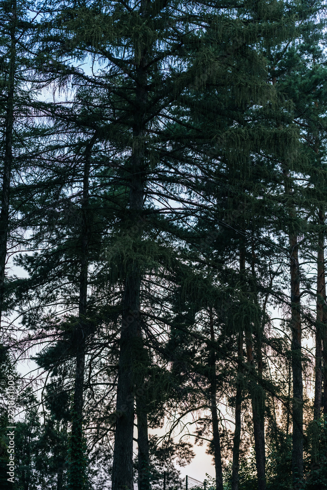 silhouettes of pine tree forest with sunset sky on background silhouettes of pine tree forest with sunset sky on background