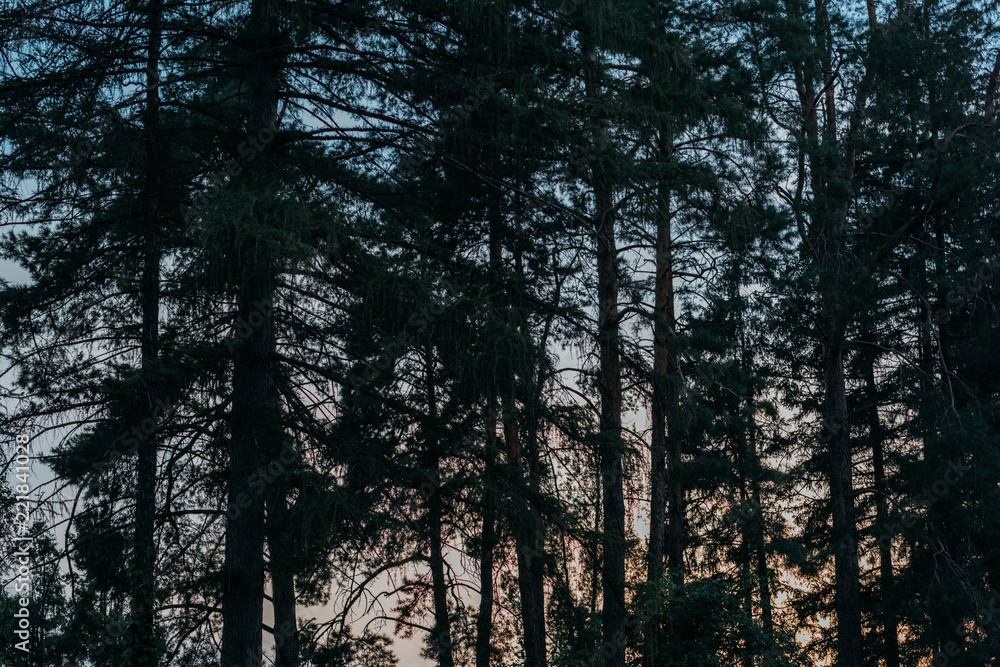 silhouettes of pine trees with sunset sky on background silhouettes of pine trees with sunset sky on background