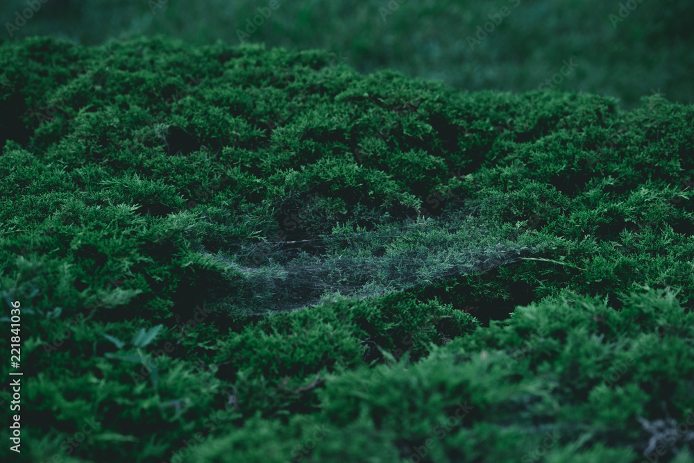 full frame shot of green fir bush with spider web on branches for background full frame shot of green fir bush with spider web on branches for background