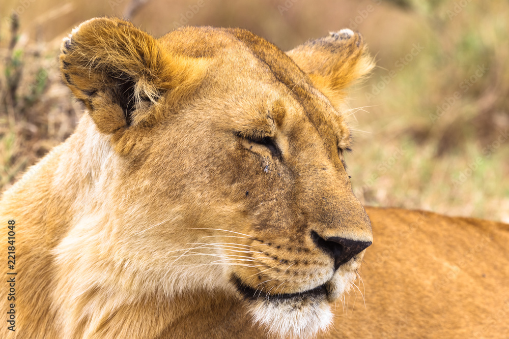 Portrait of a sleeping queen of the savannah. Kenya, Africa Portrait of a sleeping queen of the savannah. Kenya, Africa