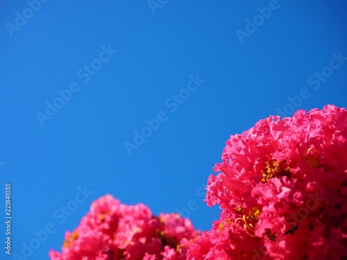 Sarusuberi Crape myrtle in mid summer