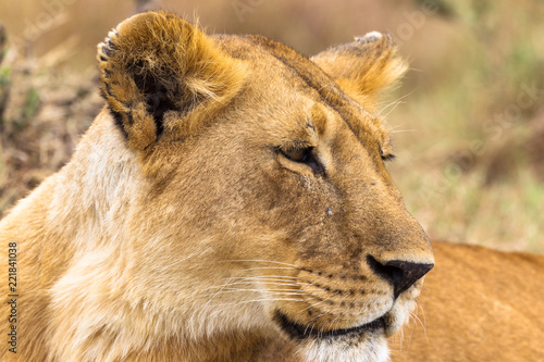 Portrait of a queen of savanna in profile. Kenya, Africa