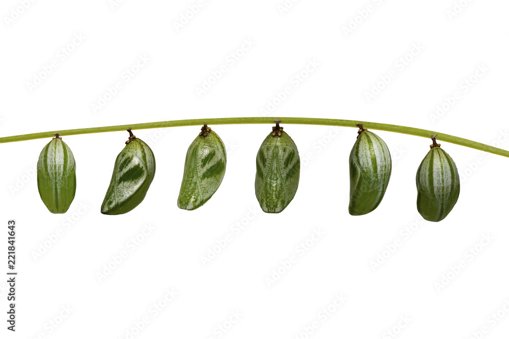 Isolated chrysalis of common nawab butterfly ( Polyura athamas ) hanging on twig