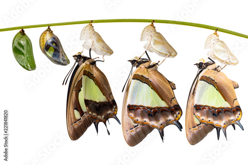 Isolated transformaion of common nawab butterfly ( Polyura athamas ) emerged from caterpillar and chrysalis , metamorphosis , growth , life cycle hanging on twig