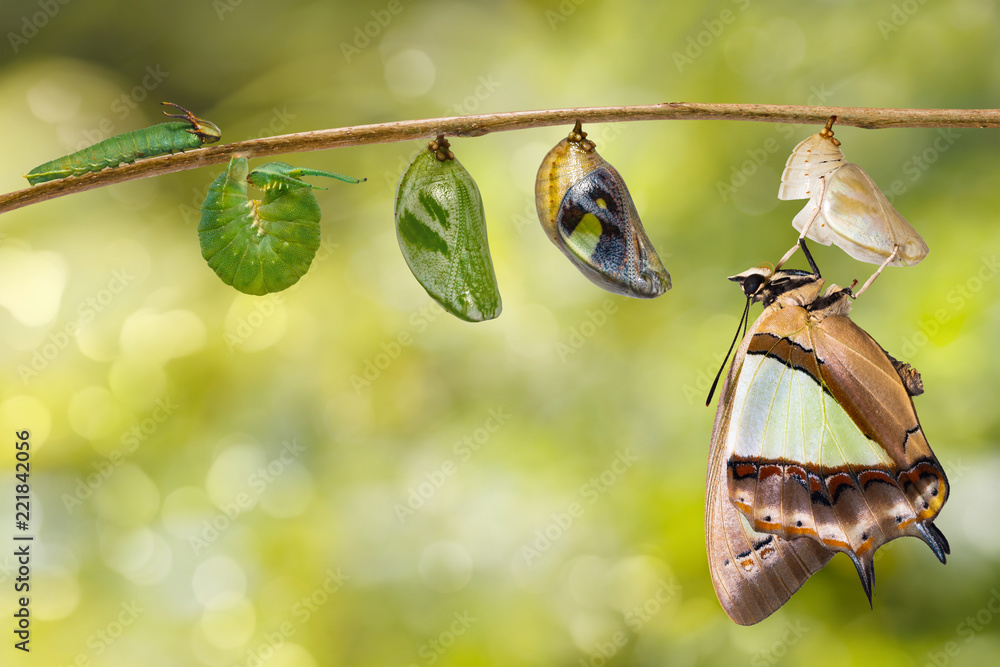 Obraz premium Transformacja pospolitego motyla nawab (Polyura athamas) wyłoniła się z gąsienicy i poczwarki, metamorfoza, wzrost, cykl życia zawieszony na gałązce