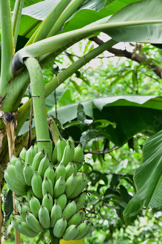 Growth of bananas In the botanical garden there are many kinds of genetics. Both edible and inedible. Bananas are also a botanical garden as well. It is a fruit that has many benefits. You can find it