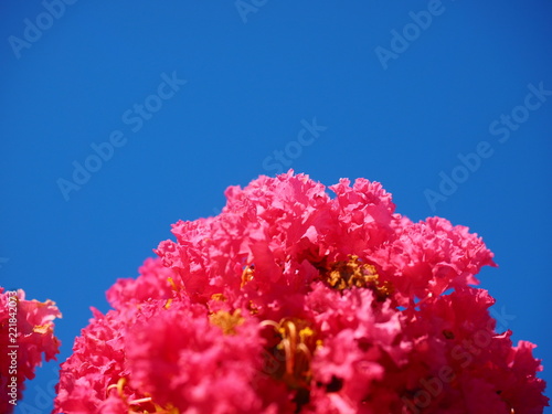 Sarusuberi Crape myrtle in mid summer