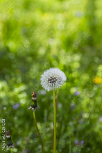 Fototapeta Naklejka Na Ścianę i Meble -  Close up white candelion flower seed ( Taraxacum ) on green grass field i