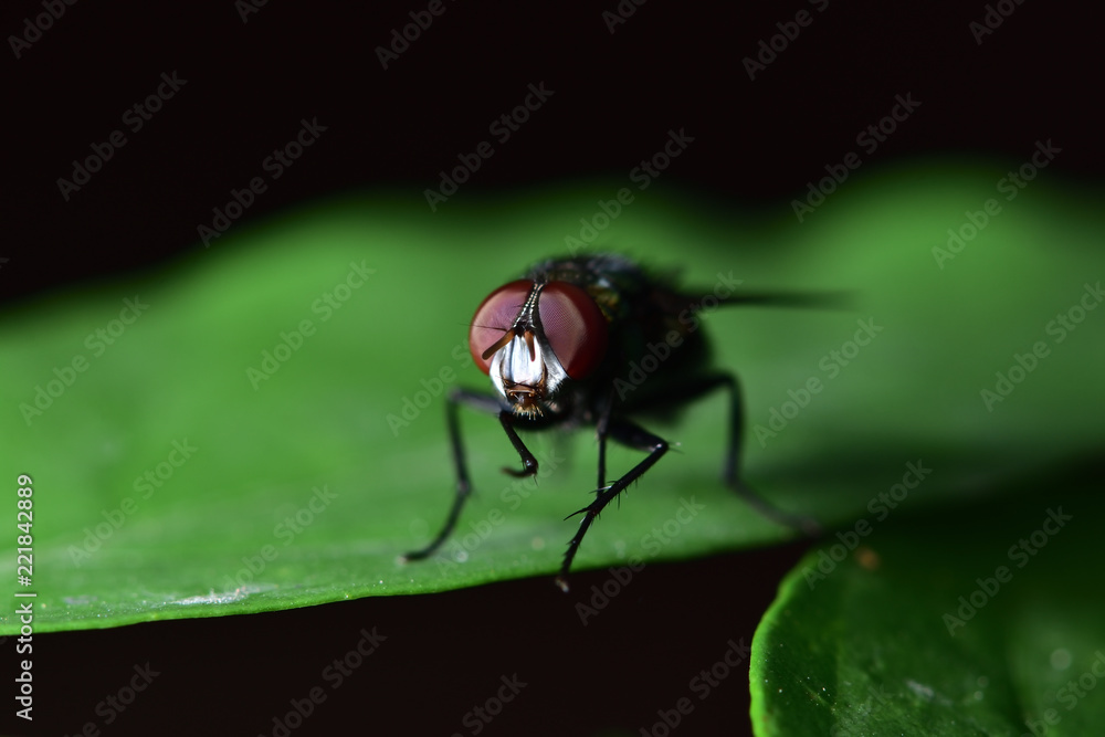 Flies with a green body. I found it on the green leaves. Within the botanical garden Flies with a green body. I found it on the green leaves. Within the botanical garden