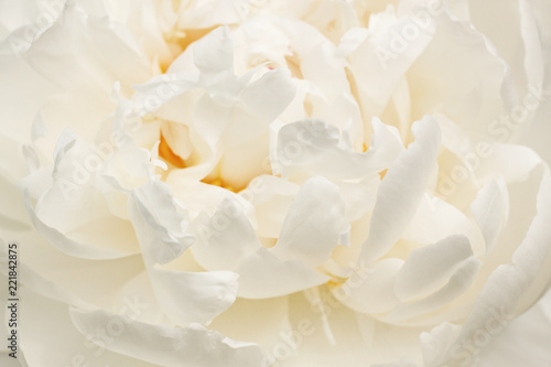 close up of white peony flower © romantiche