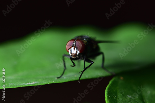 Flies with a green body. I found it on the green leaves. Within the botanical garden © noiphoto