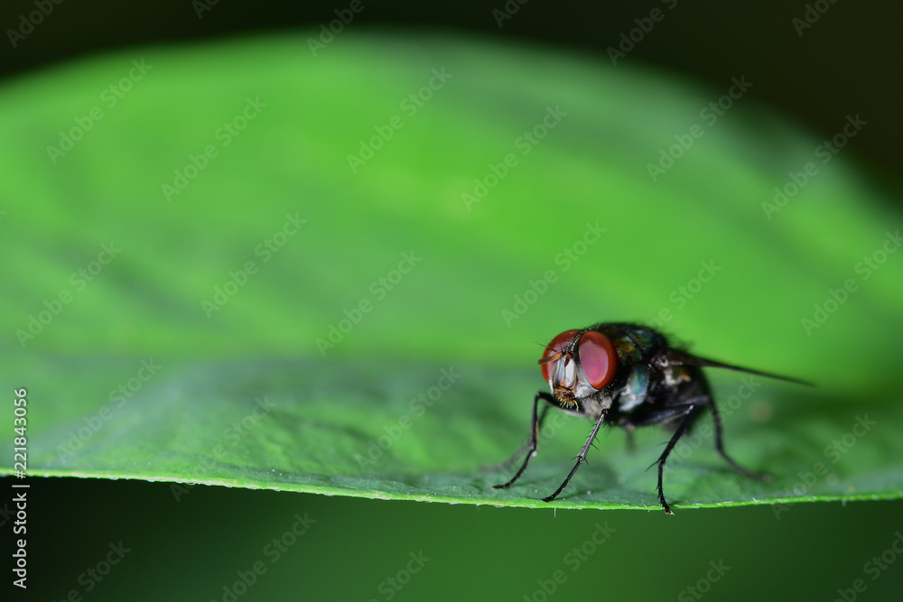Flies with a green body. I found it on the green leaves. Within the botanical garden Flies with a green body. I found it on the green leaves. Within the botanical garden
