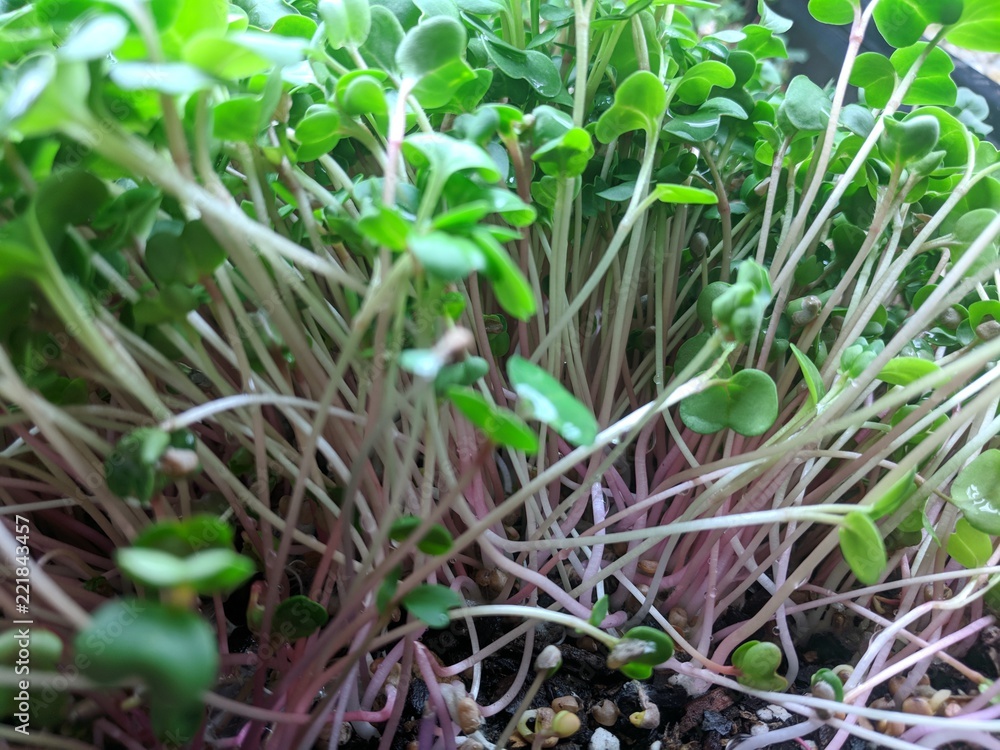Radish Tray Radish Tray