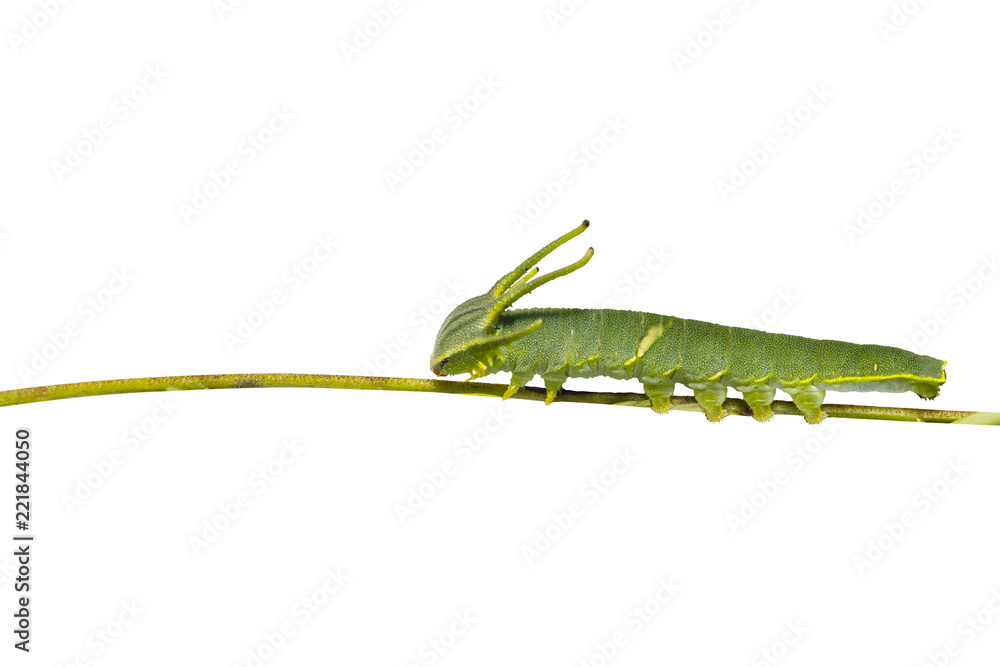 Isolated caterpillar of common nawab butterfly ( Polyura athamas ) in 5th stage on twig