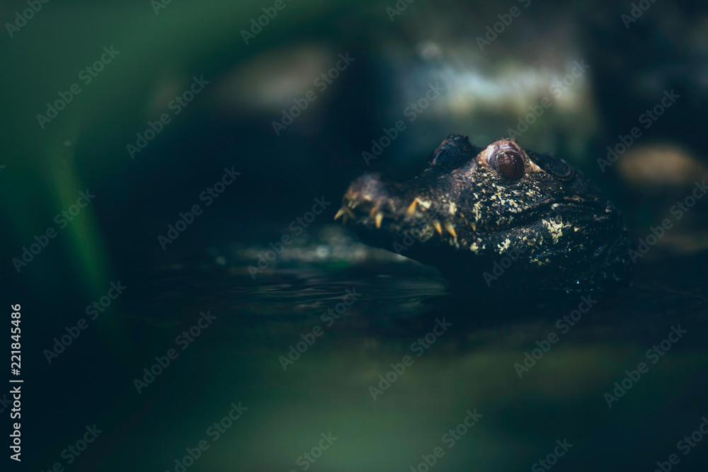 Close portrait of dwarf caiman in river.