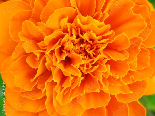 Marigold Tagetes Patula flower © oasisoasis