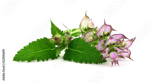 Clary Sage (Salvia Sclarea) Medicinal Herb Used in Cosmetics and Pharmaceutics. Primarily Grown for Its Essential Oil. Isolated on White Background.
