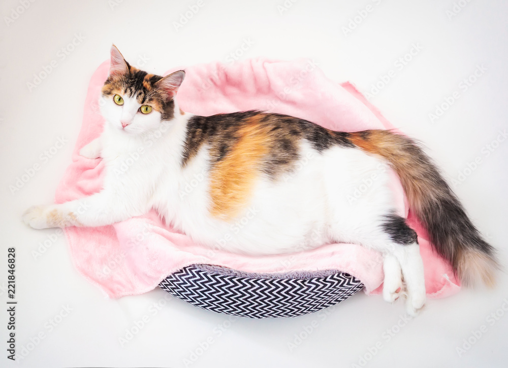 Can Calico Cats Get Pregnant? 