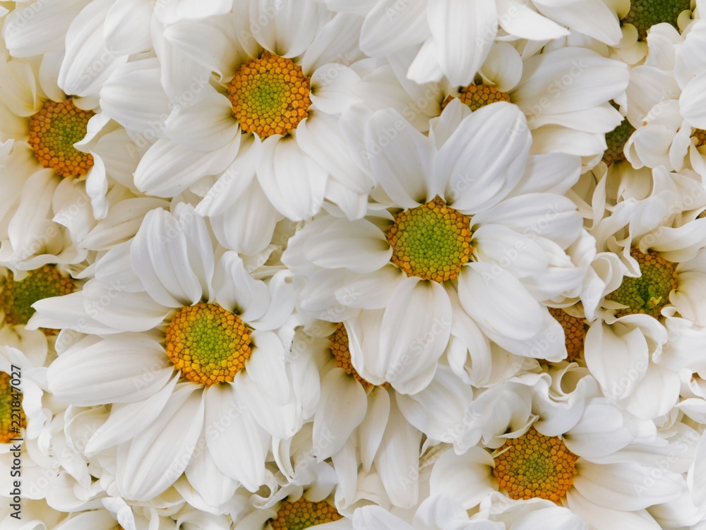 Obraz premium Top view of chrysanthemum flower bloom beautiful, Colorful flower in garden, The concept of summer or spring