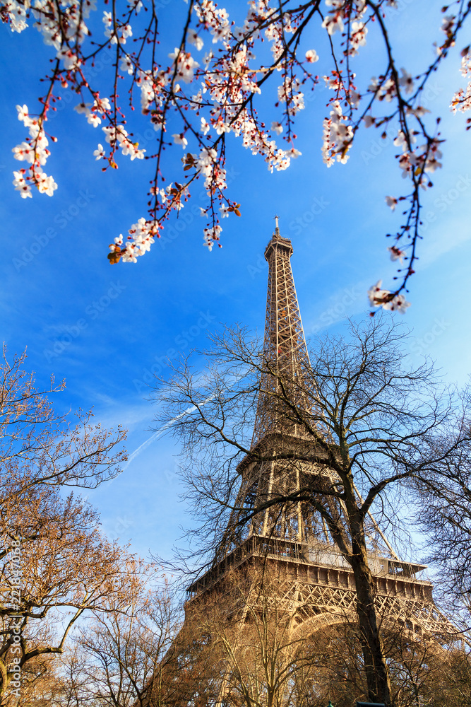 Beautiful pink blossom tree in front of the Eiffel tower on a blue sky winter day in Paris 