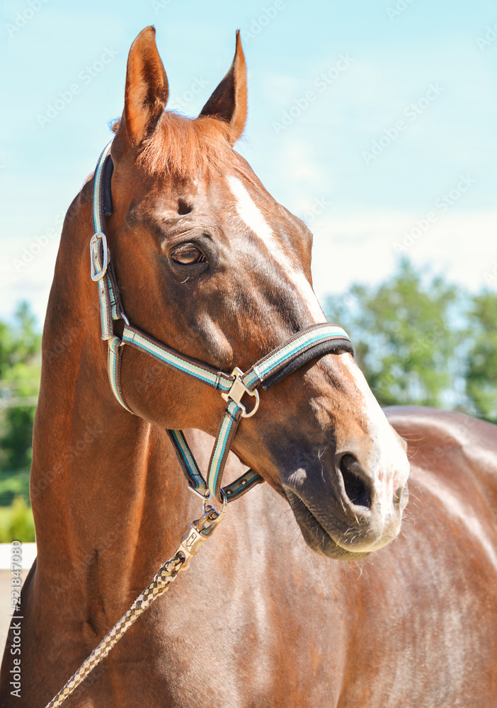 Obraz premium Portrait of a beautiful horse, blue sky and green trees as a background. Brown horse closeup, equestrian sport. Side view head shot of a thoroughbred chestnut stallion.