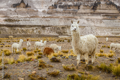 Alpaga dans la nature au Pérou © Loïc Bourgeois