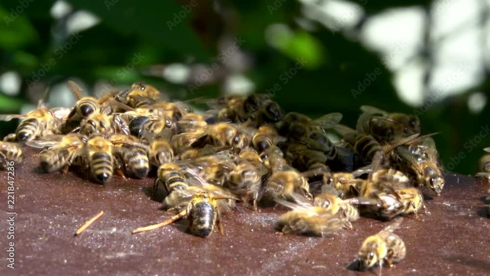 Thousand of Honey bees near the bee hive Thousand of Honey bees near the bee hive