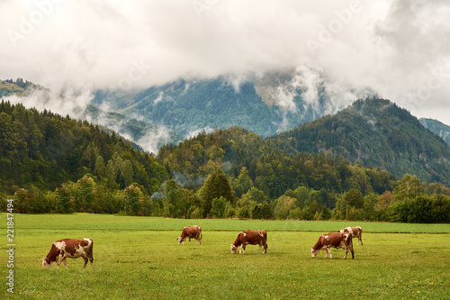 View of the pasture with grass at the foot of the Austrian Alps with a herd of cows, forest and mountains in the background, under the sky with clouds