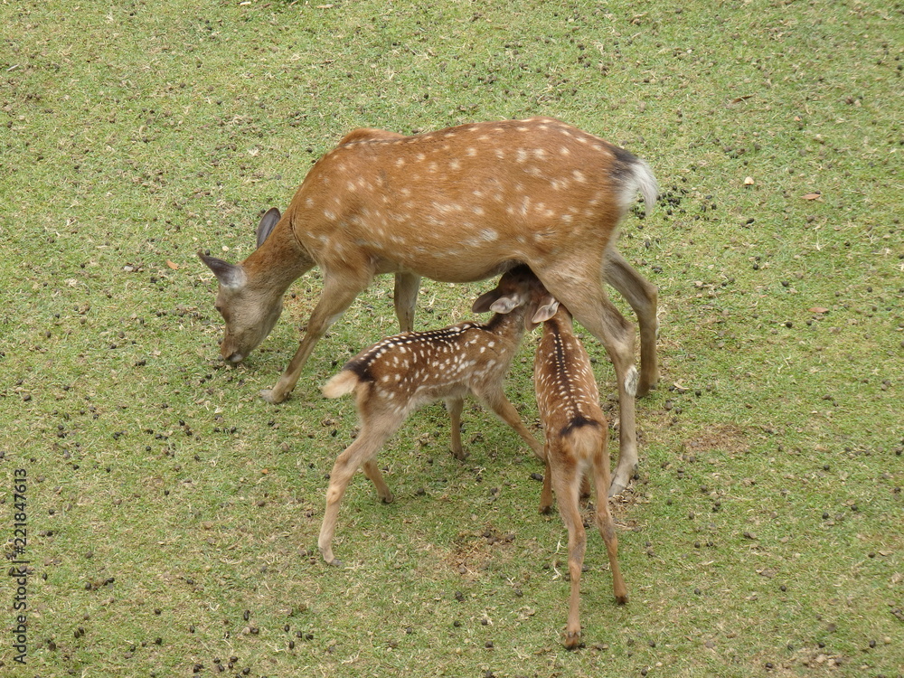 親子鹿