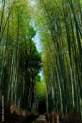 Bamboo forest  Kyoto Japan.